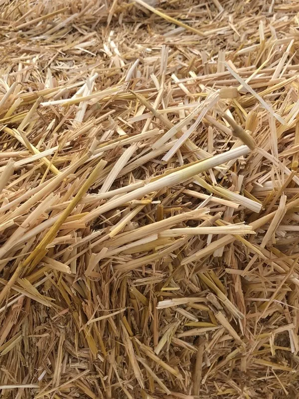 Wheat Straw